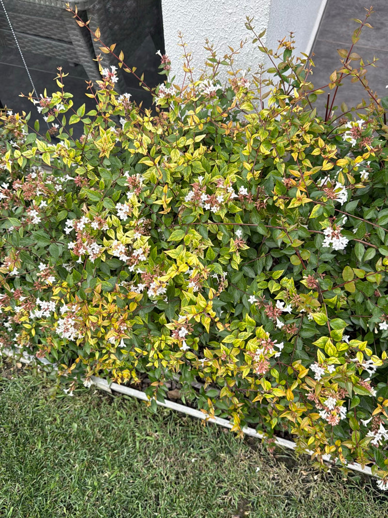 Grootbloemige Abelia (cultivar 'Caleidoscope') — Bild 2