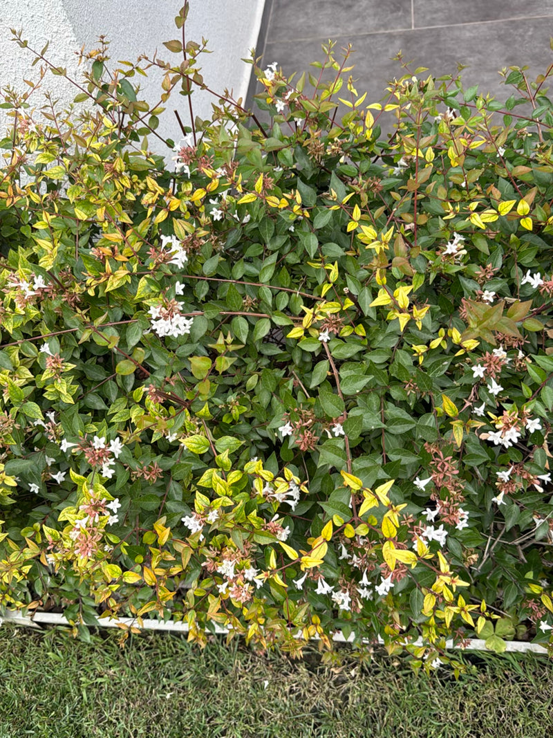 Grootbloemige Abelia (cultivar 'Caleidoscope') — Bild 1