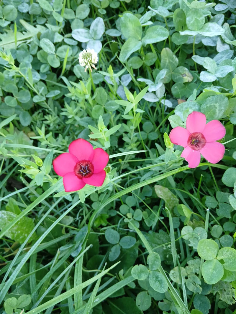 Großblütiger Lein — foto 1 van 1