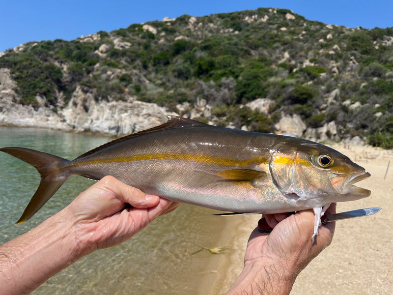 Grote Amberjack — Bild 1