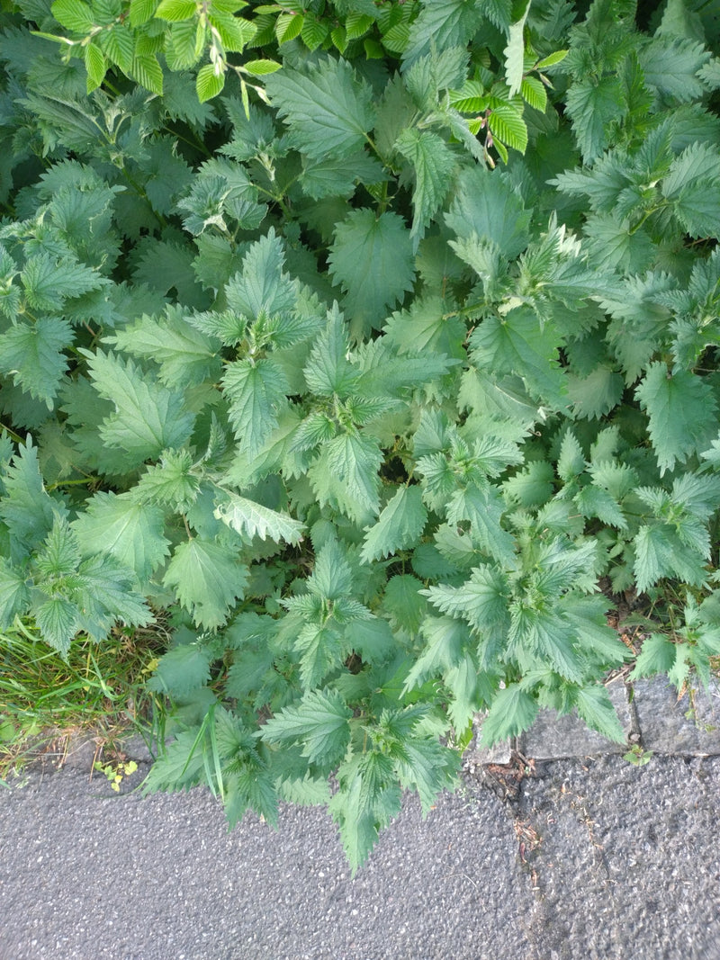 Schutter bloemen — Bild 1