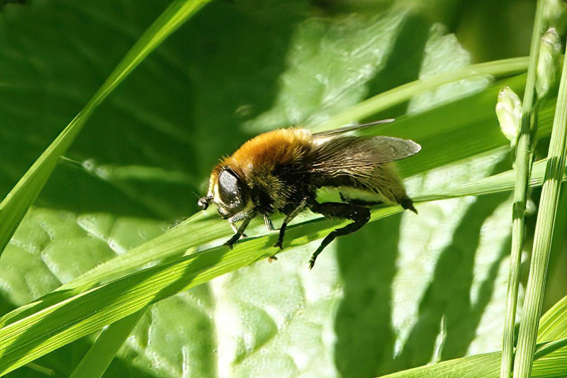 Grote ertszweefvlieg — Bild 1