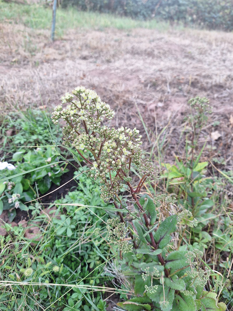 Grote steenpeper — Bild 1