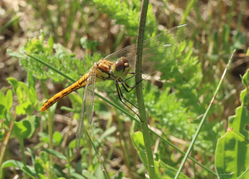Grote heidelibellibel — Bild 3