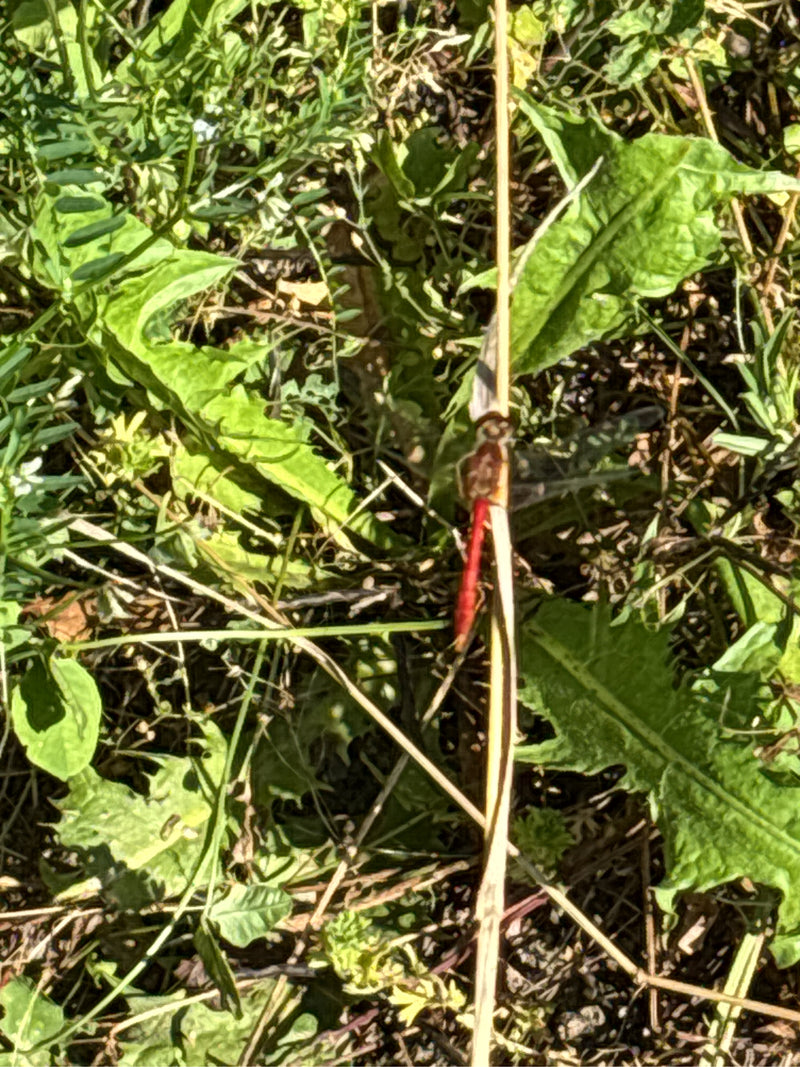 Grote heidelibellibel — Bild 2