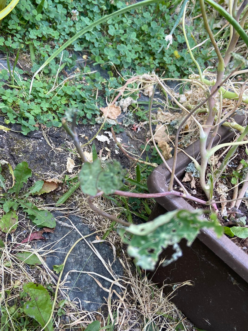 Grote Oost-Indische kers — foto 2 van 5