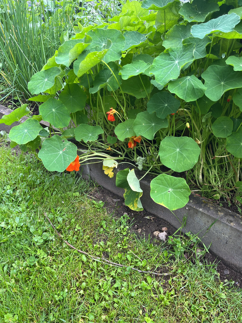 Grote Oost-Indische kers — foto 3 van 5