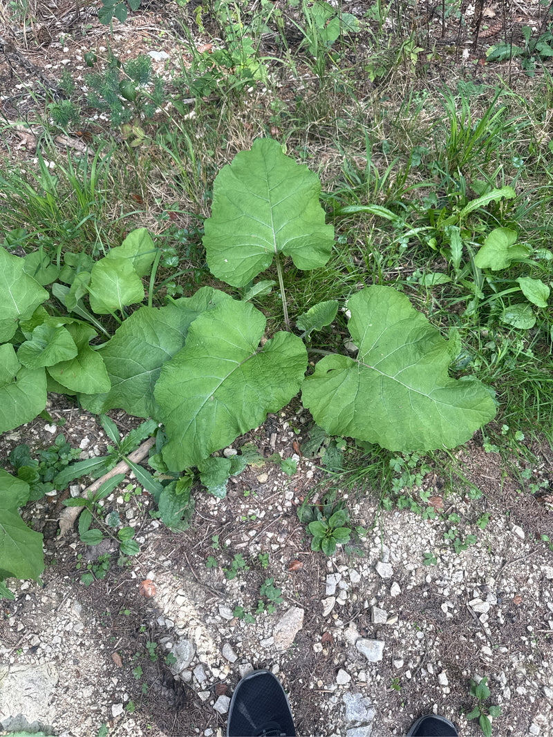 De afbeelding toont een jonge grote klit met zijn kenmerkend grote, hartvormige bladeren. De plant groeit direct aan de rand van een stenig pad.
