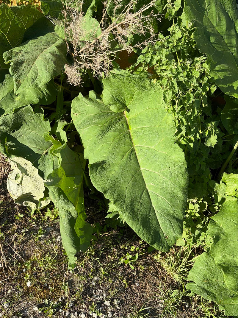 De afbeelding toont een groot, groen blad van de grote klis, omringd door andere planten en grond. De karakteristieke bladnerven zijn duidelijk zichtbaar.