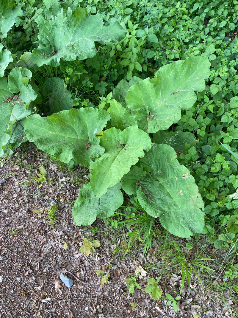 De afbeelding toont de grote, groene bladeren van de grote klis die groeien op een met bladeren bedekte grond. De opname is vanuit vogelvlucht gemaakt.