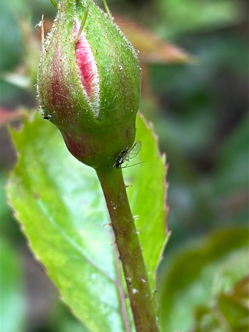 De afbeelding toont een grote rozenluis zittend op een groen rozenknopje. Het insect is in close-up afgebeeld tegen een achtergrond van groene bladeren.