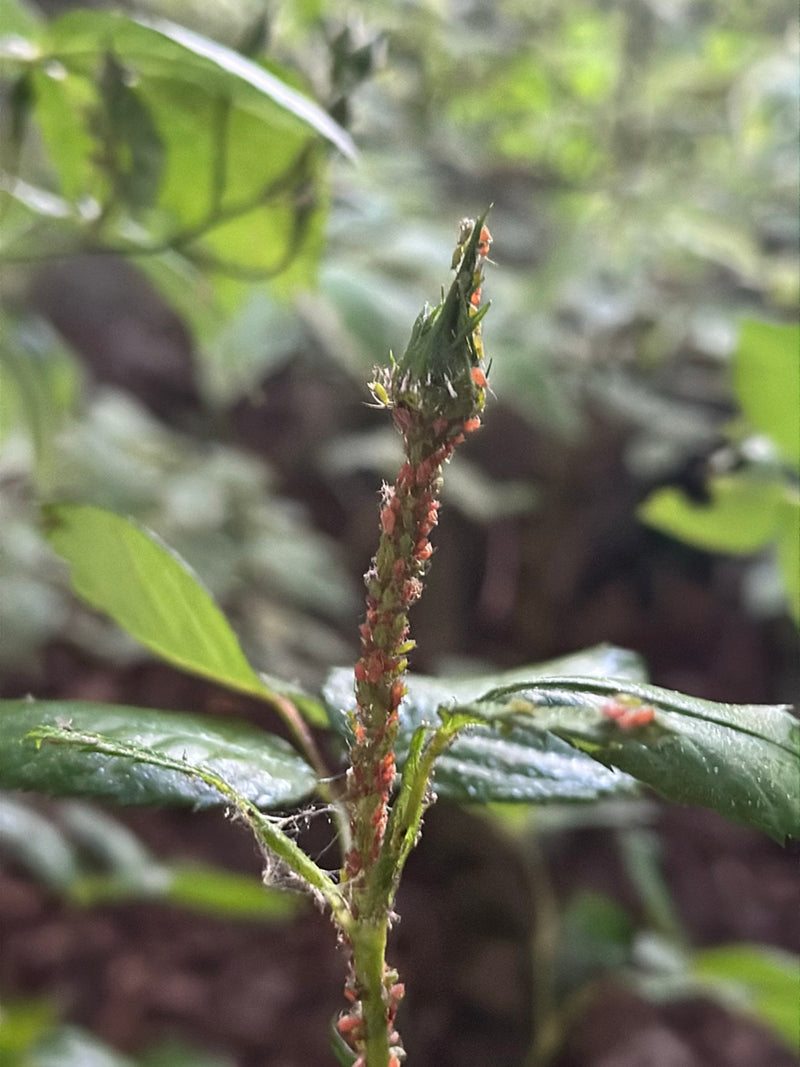 Talrijke grote rozenluizen zitten dicht op elkaar op een groene rozenstengel en knop. Ze voeden zich met plantensap.