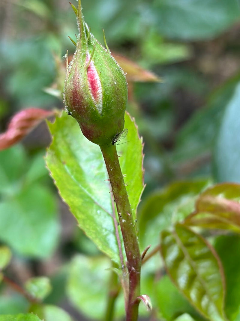 Op een rozenknop en stengel zijn several grote rozenluizen te zien. De insecten rusten op de plant.