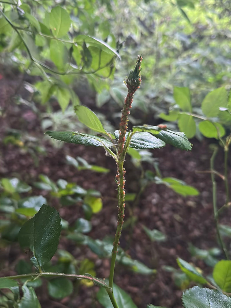 Talrijke grote rozenluizen zitten dicht op elkaar op de stengels en de knop van een rozenplant. Ze zuigen daar aan het plantensap.