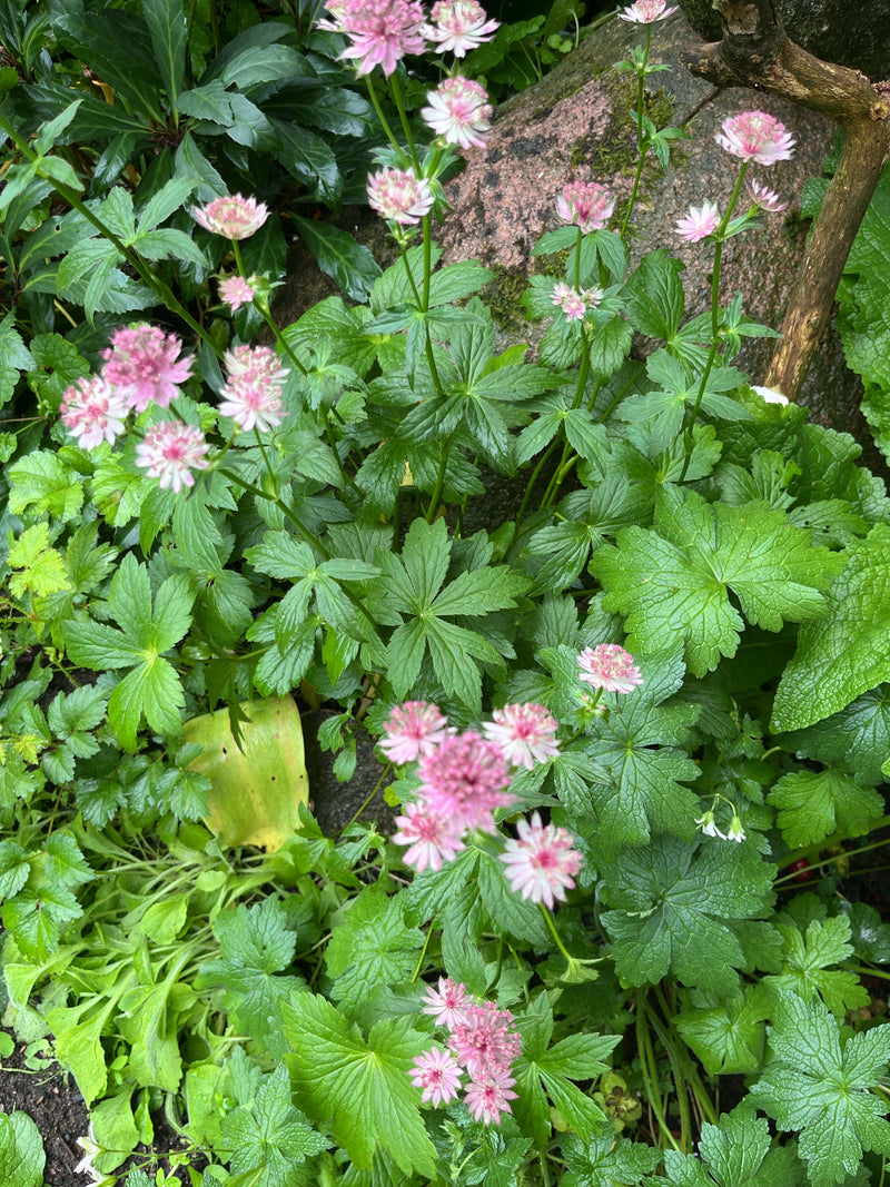 Sterrenscherm — Bild 2