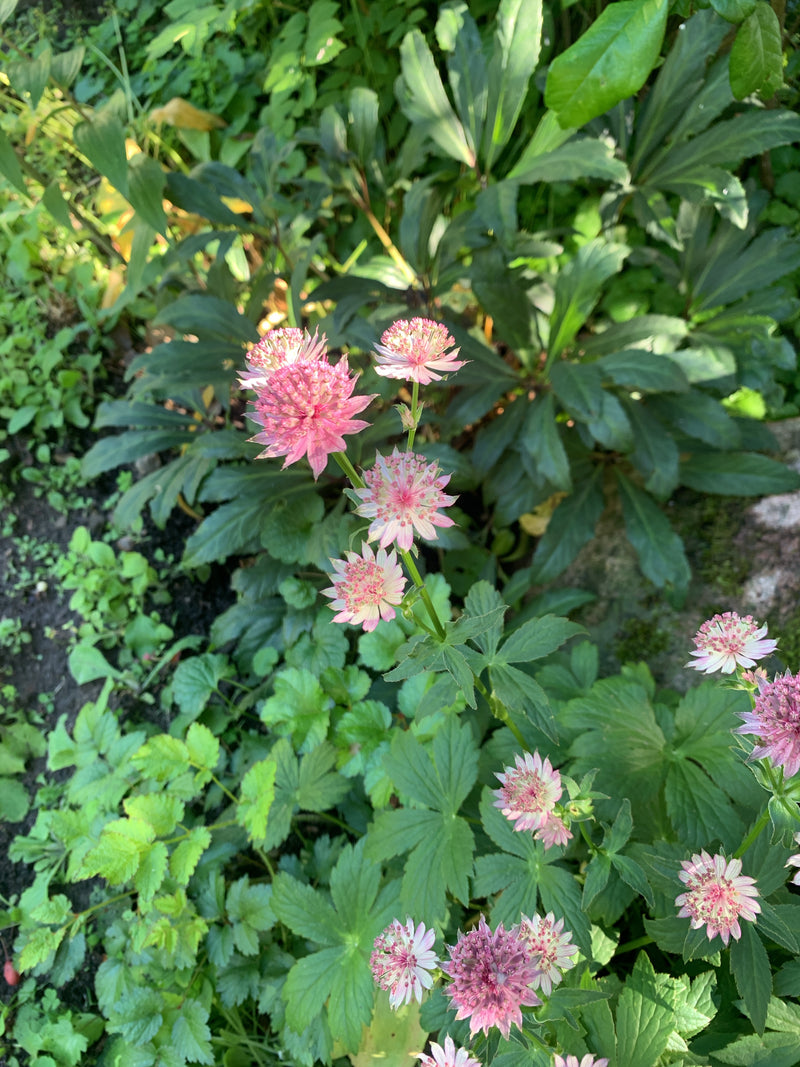 Sterrenscherm — Bild 1