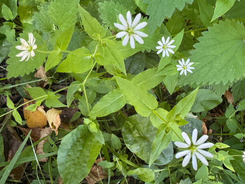De afbeelding toont het groot huiskruid met zijn karakteristieke witte bloemen en tegenover elkaar staande bladeren. De plant groeit in een groene omgeving.