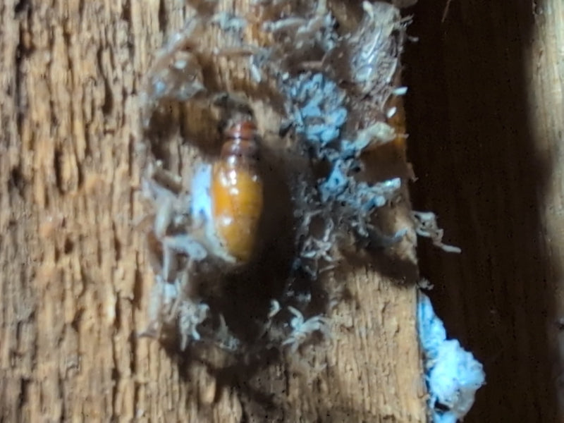 Een bruine pop van de grote wasmot is te zien in een fijn web op een houten oppervlak. Het perspectief toont het insect van bovenaf in zijn omgeving.