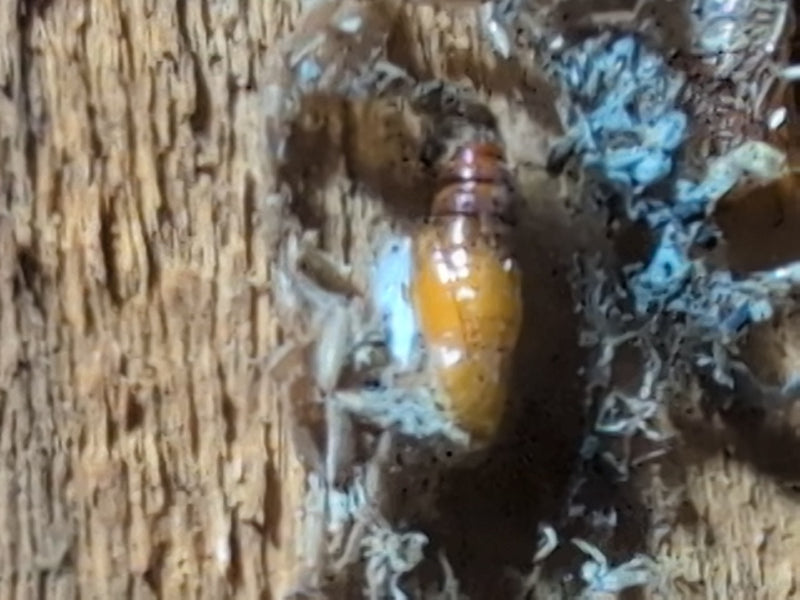De bruinachtige pop van de grote wasmot is te zien, ingebed in een witachtige cocon op een houten ondergrond.