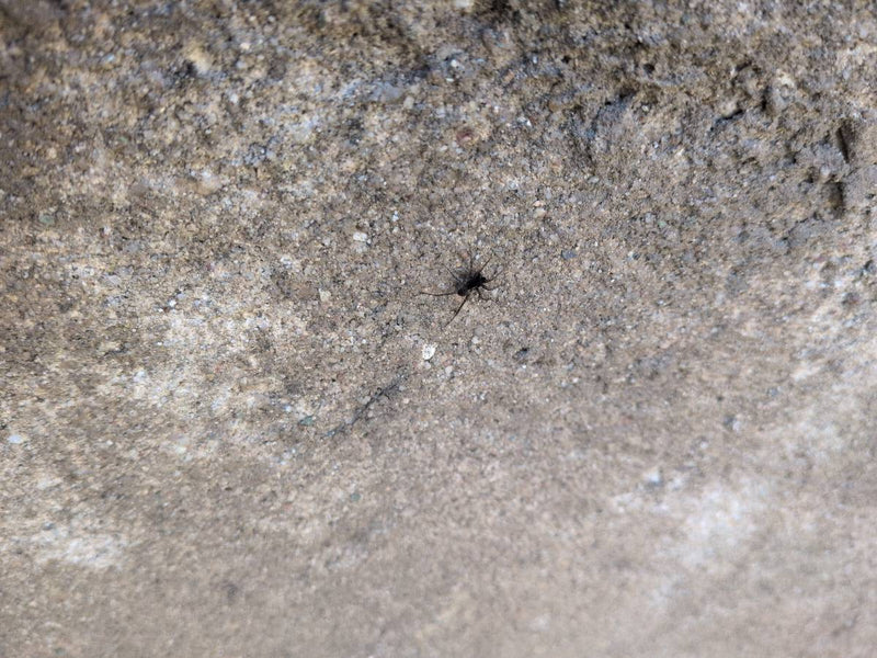 Grote wilgenbastluis — Bild 1