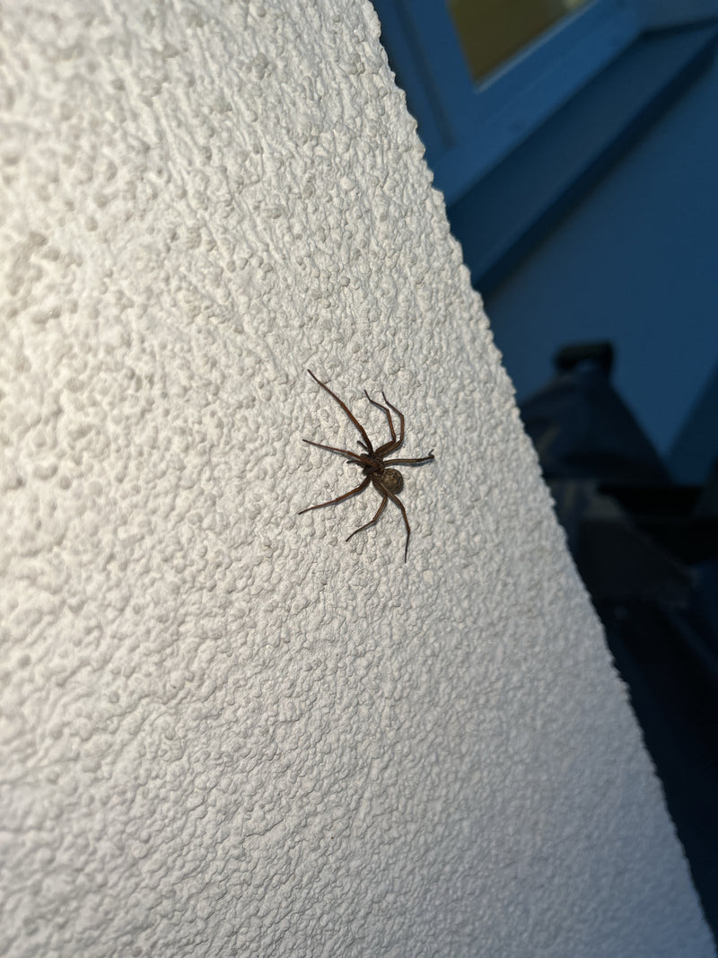 Een grote huisspin zit op een gestructureerde, lichte gestuukte muur. De spin is duidelijk zichtbaar en rust roerloos op het oppervlak.