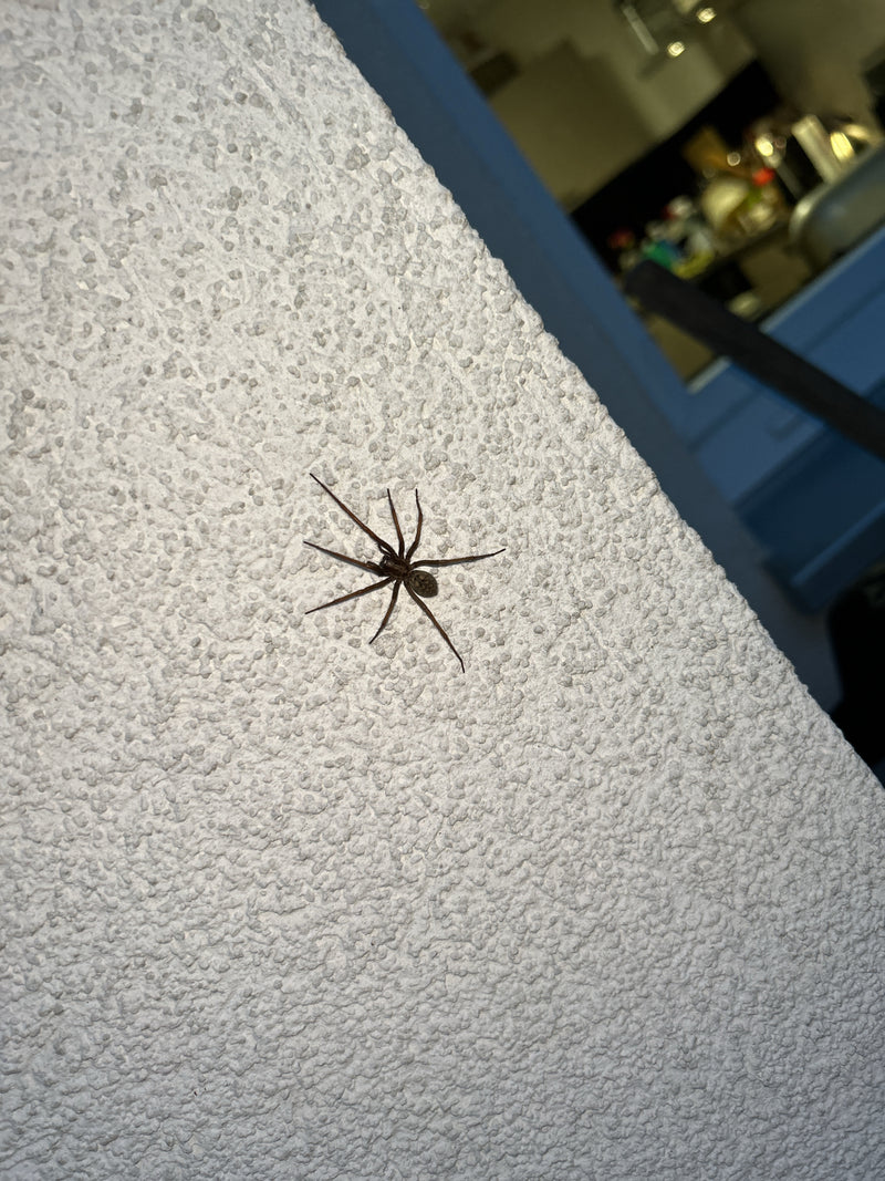 Een grote huisspin zit duidelijk zichtbaar op een lichte spuitpleister gevel. Het dier rust roerloos op het verticale oppervlak.