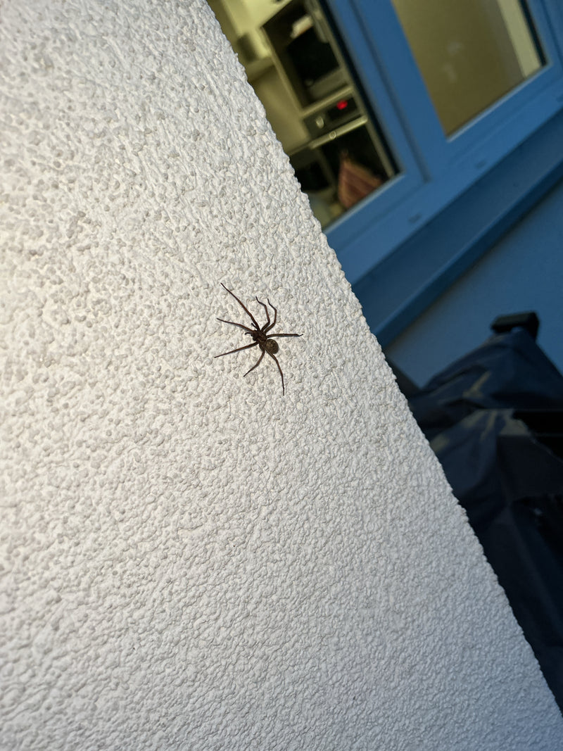 Een grote huisspin zit op een lichte, gestructureerde bepleisterde gevel. Ze blijft roerloos op de muur zitten.