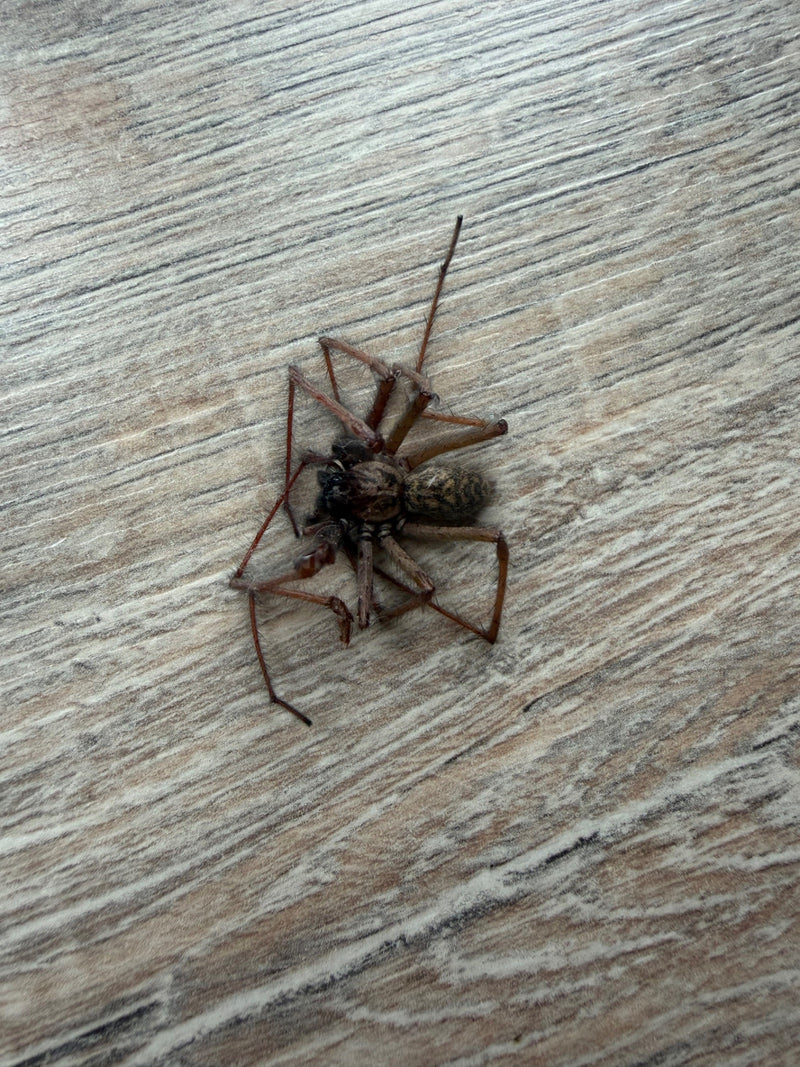 Een grote huisspin zit op een lichte houten vloer. Het typische patroon en de lange poten zijn duidelijk zichtbaar.