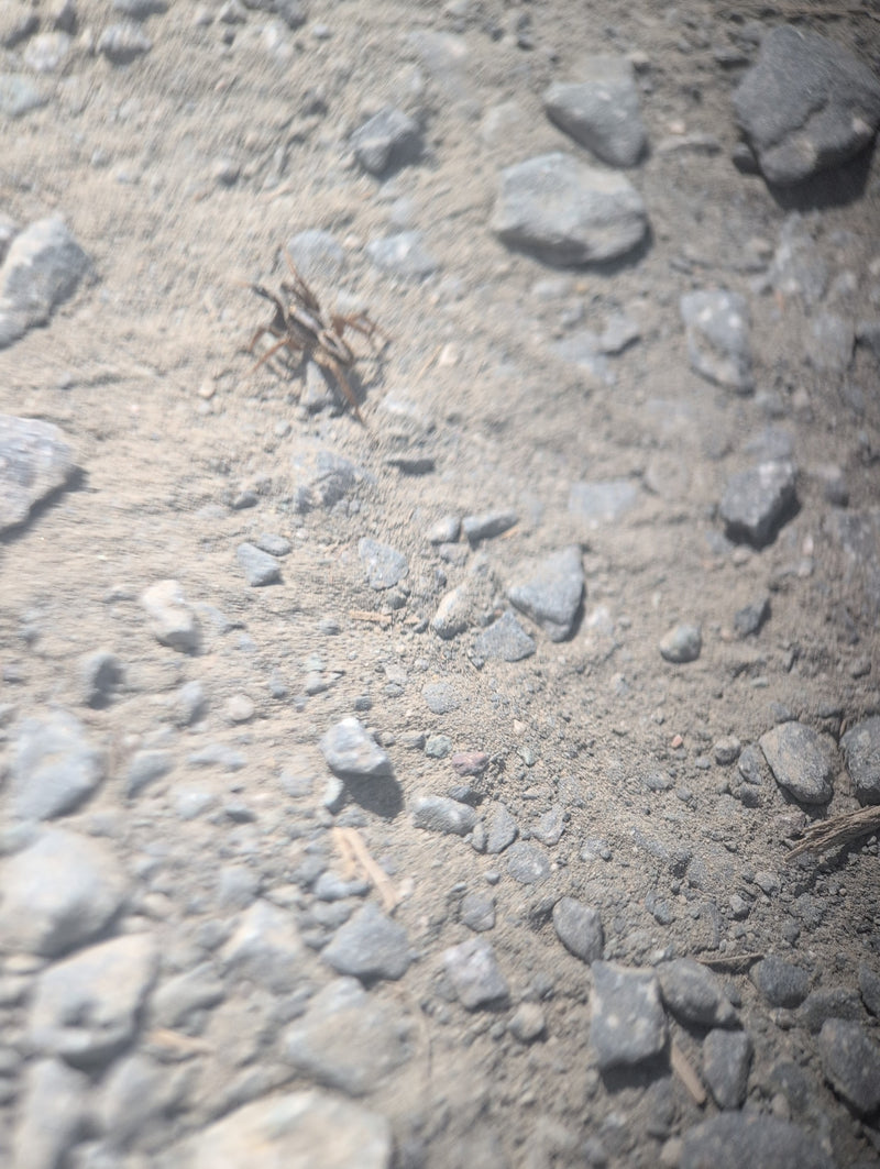Grote wolfsspin — Bild 2