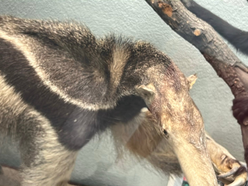 Großer Ameisenbär — foto 1 van 1
