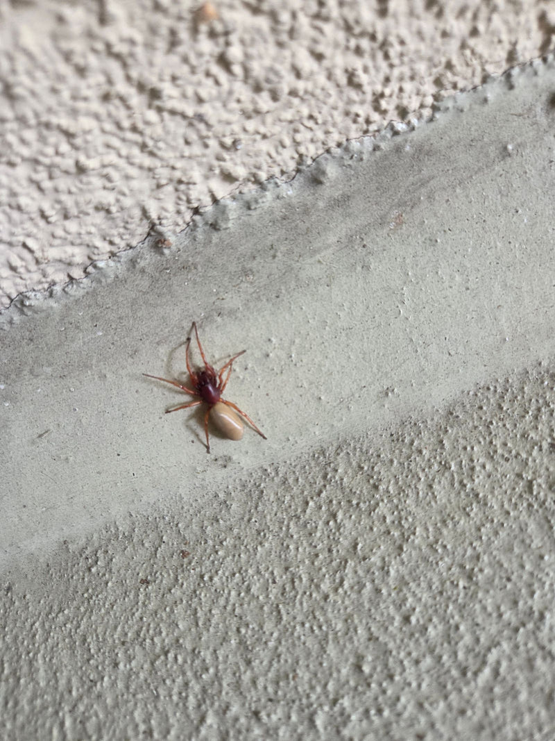 Grote pissebedjager — Bild 2