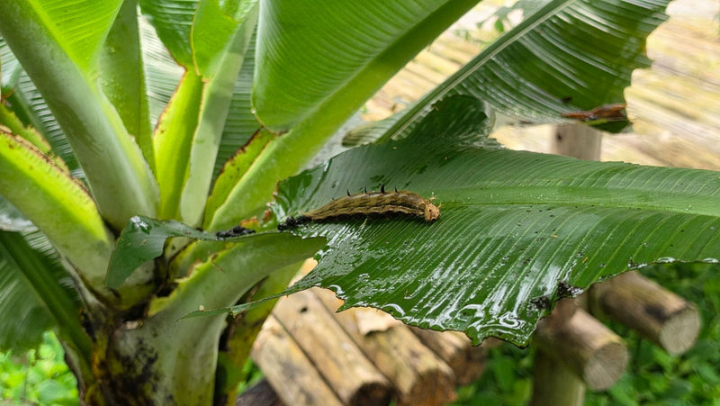 Großer Bananenfalter — Bild 1