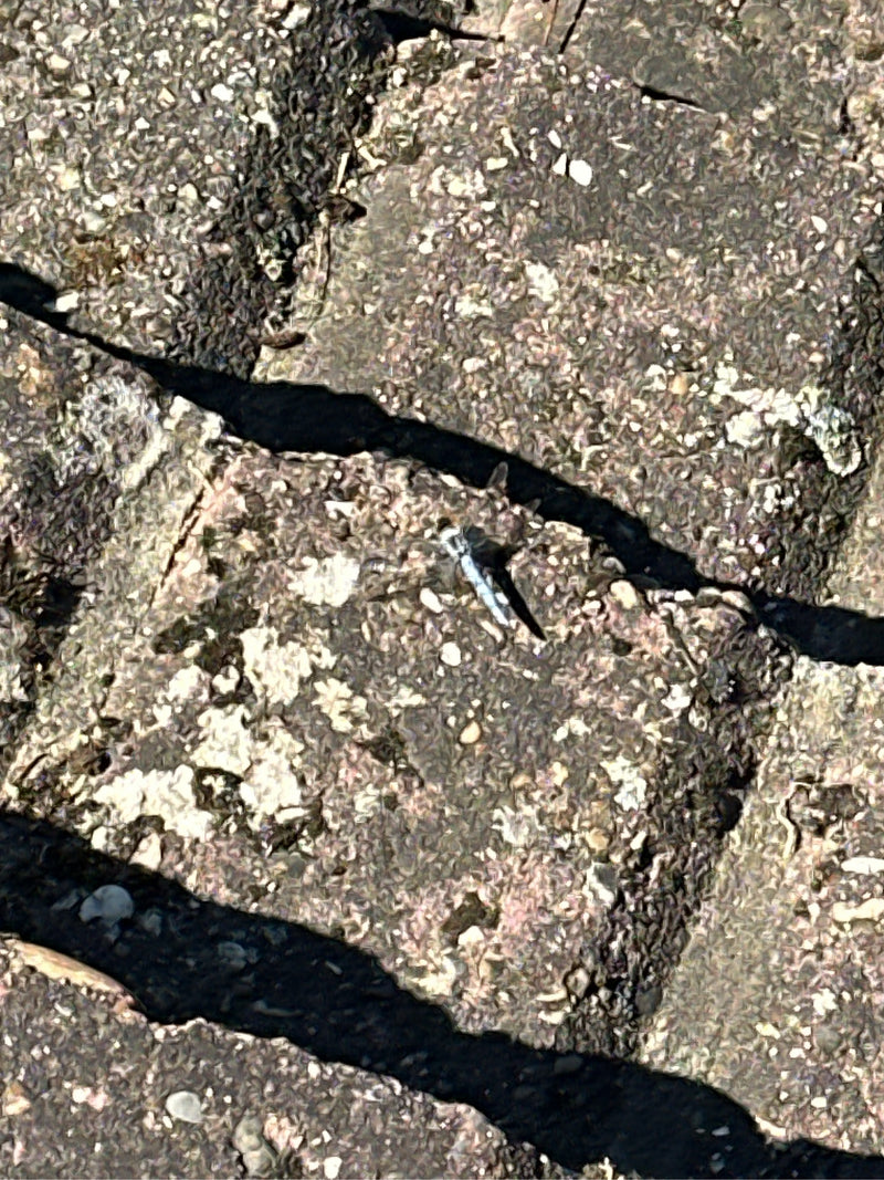 Grote blauwe pijl — foto 2 van 6