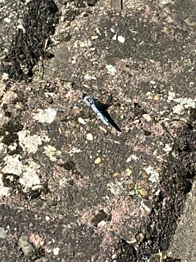 Grote blauwe pijl — foto 1 van 6