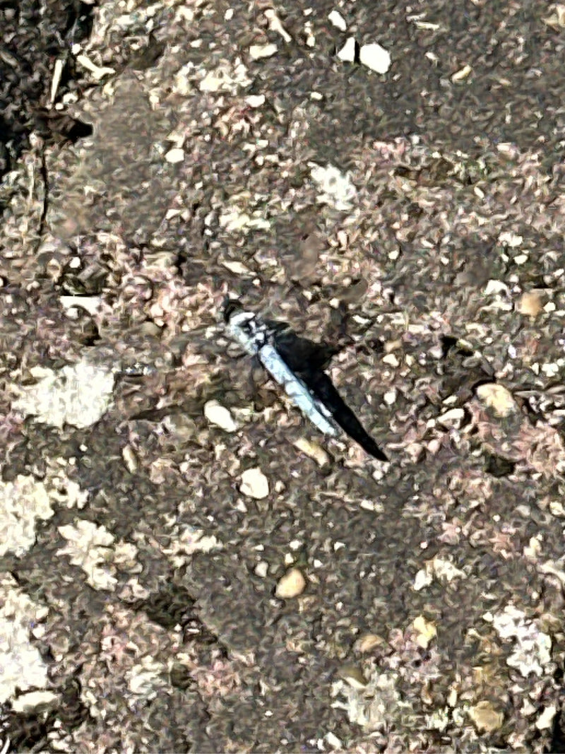 Grote blauwe pijl — foto 3 van 6
