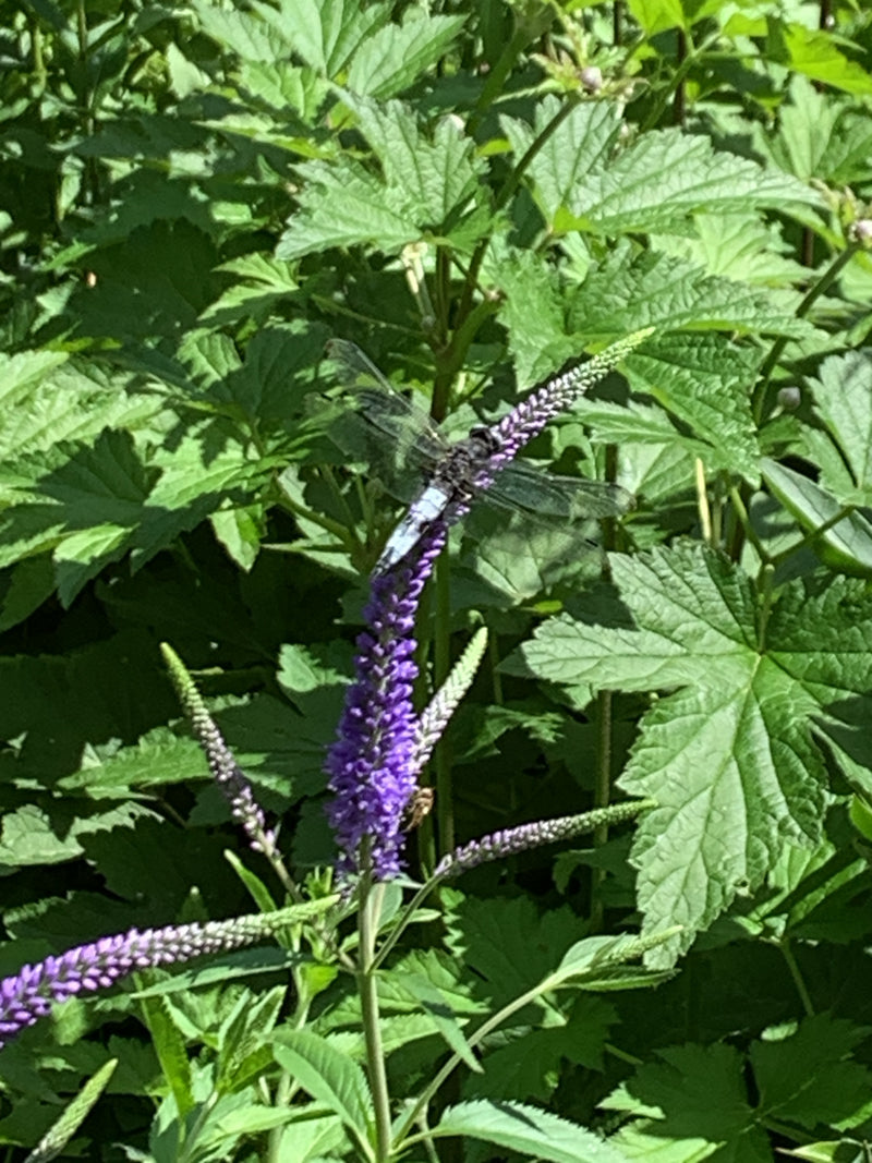 Großer Blaupfeil — Bild 2