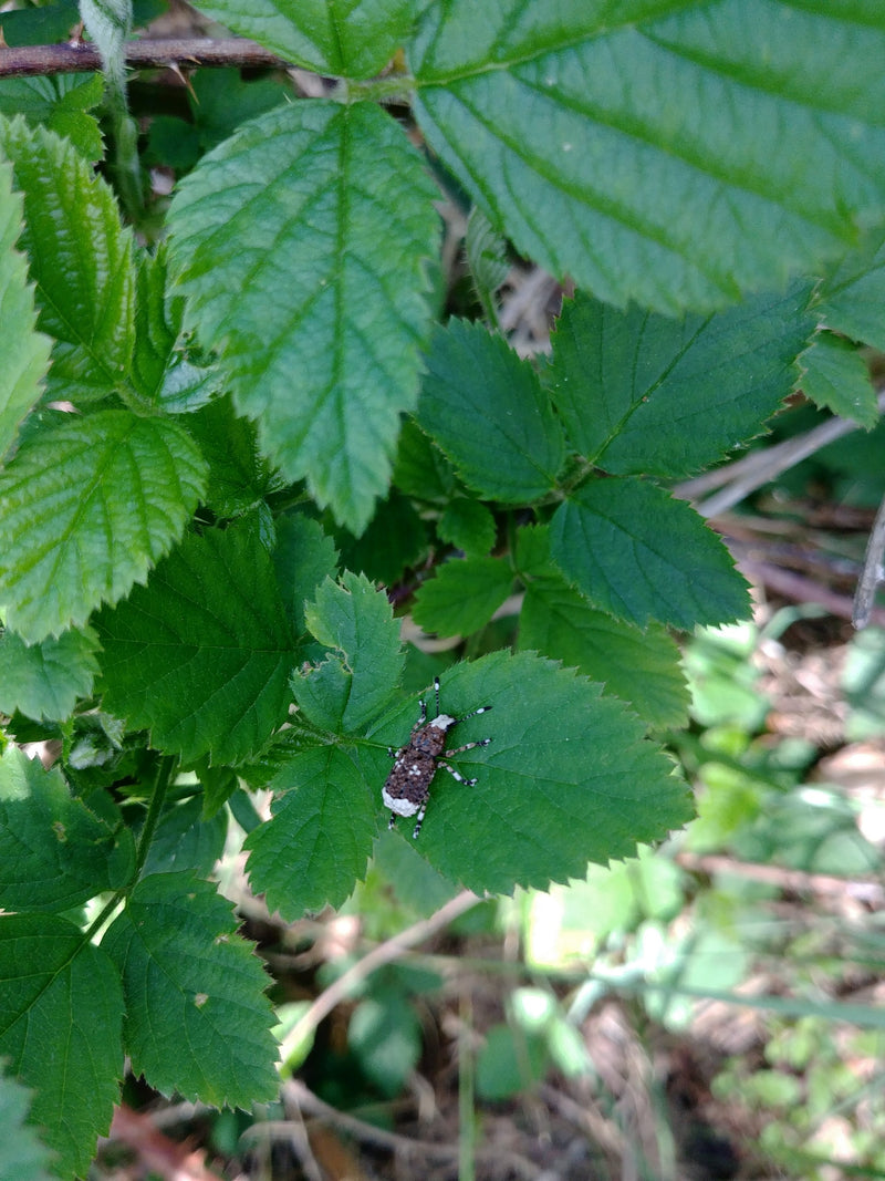 Een dennensnuitkever zit op een groen blad. De kenmerkende tekening van het insect is duidelijk zichtbaar.