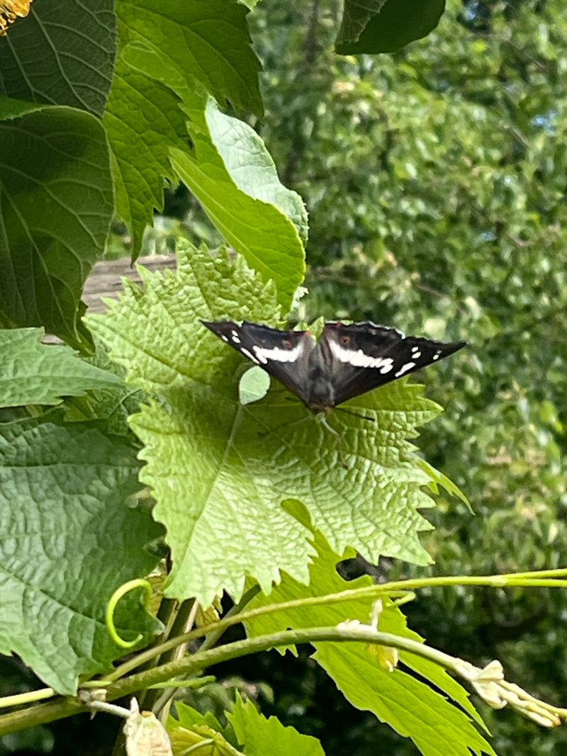Grote ijsvogel — Bild 1