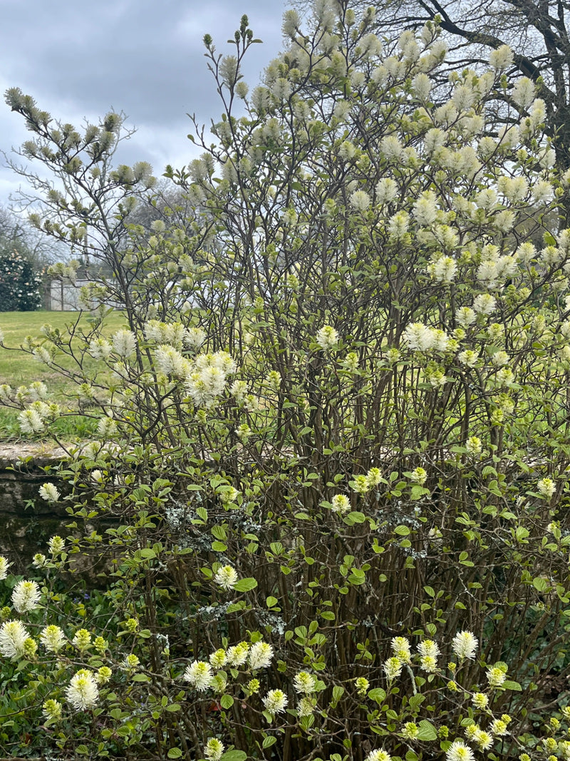 Grote pluimstruik — Bild 1