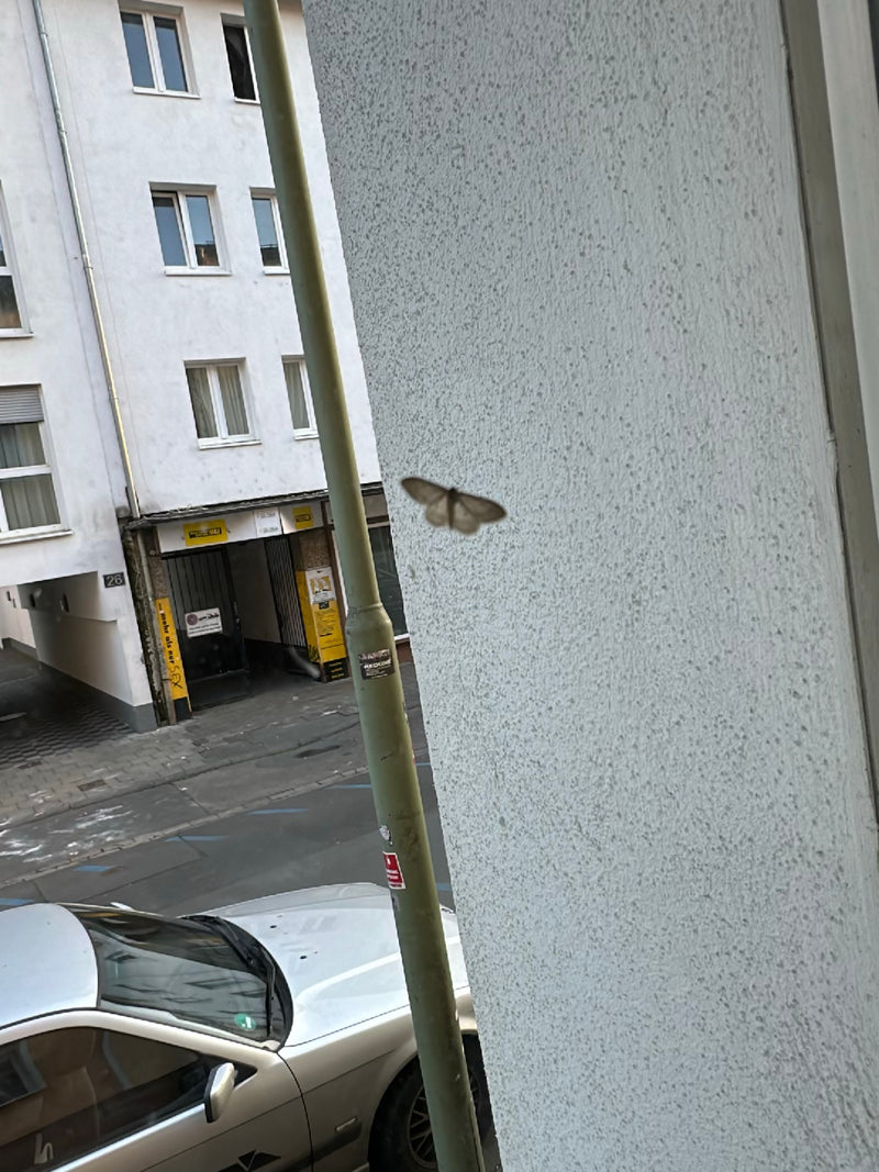 Een grote voorjaarsvlinder zit op een lichte huismuur in een stedelijke omgeving. De vlinder is goed herkenbaar maar relatief klein in beeld.