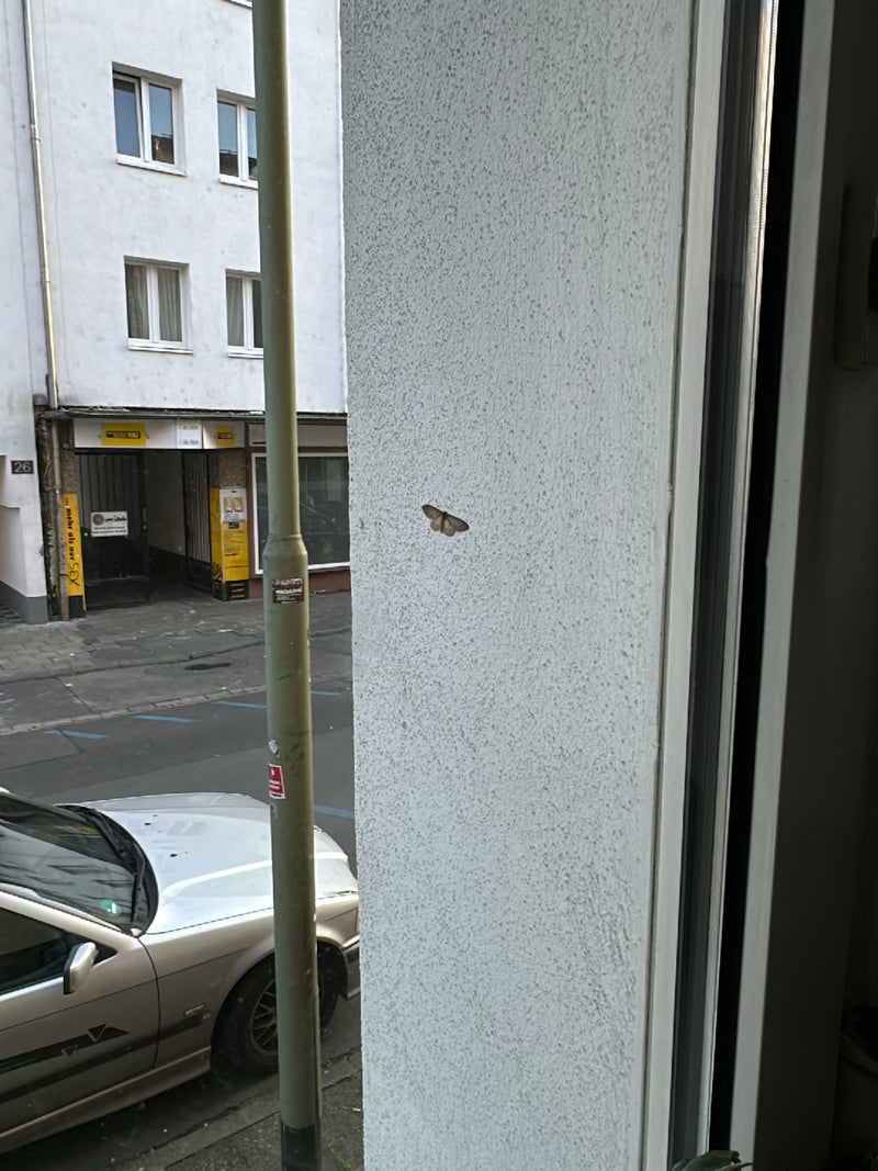 Een grote wintervlinder zit met gespreide vleugels op een lichte buitenmuur in een stedelijke omgeving. Het insect is duidelijk zichtbaar op het verticale vlak.