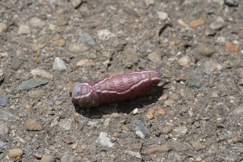 Grote gevorkte staart — Bild 1