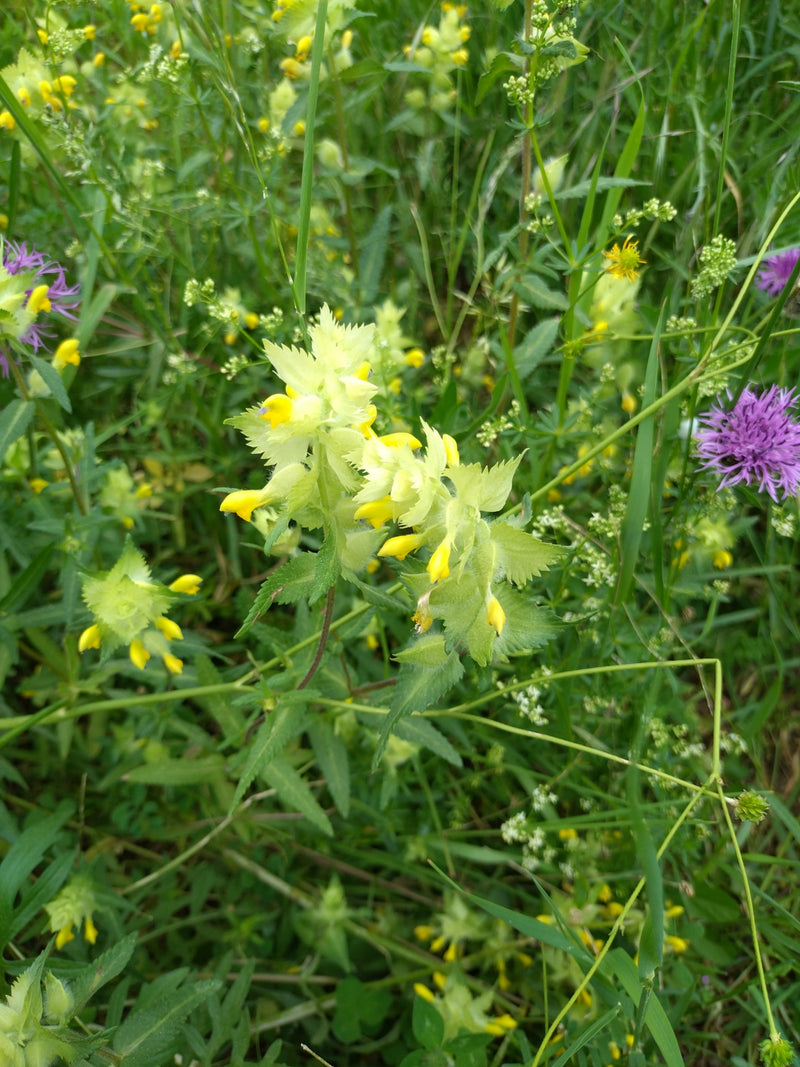 Grote rammelpot — Bild 1