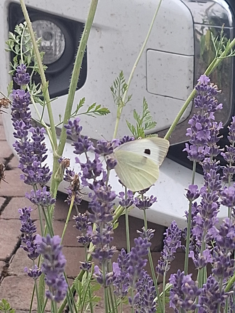Een groot koolwitje zit op paarse lavendelbloemen om nectar te drinken. Op de achtergrond is een wit voertuig te zien.