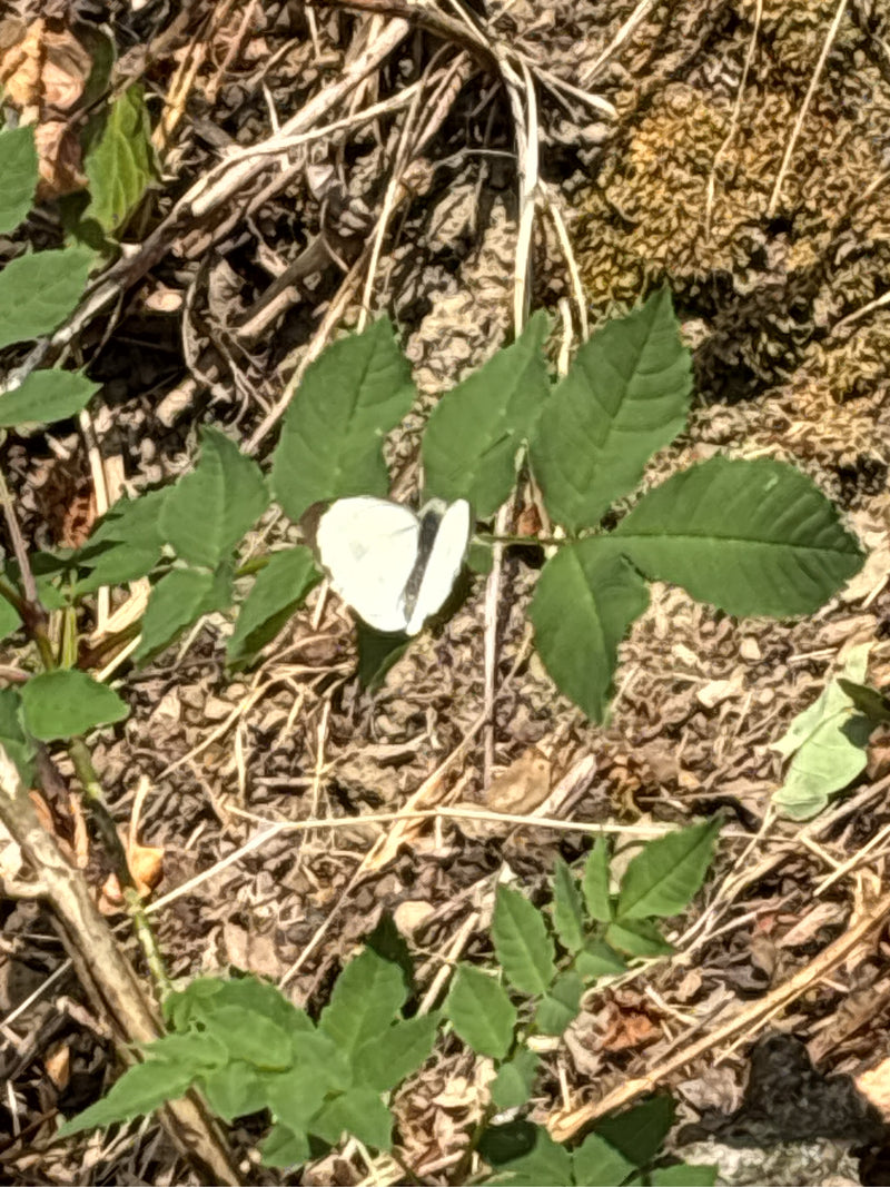 Een groot koolwitje zit op groene bladeren boven een bodem van aarde en droge plantenresten. De vlinder rust uit met gesloten vleugels.