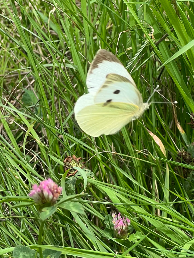 Een groot koolwitje rust met gesloten vleugels in het hoge gras van een weiland. De typische zwarte vleugelpunten en vlekken zijn goed zichtbaar.