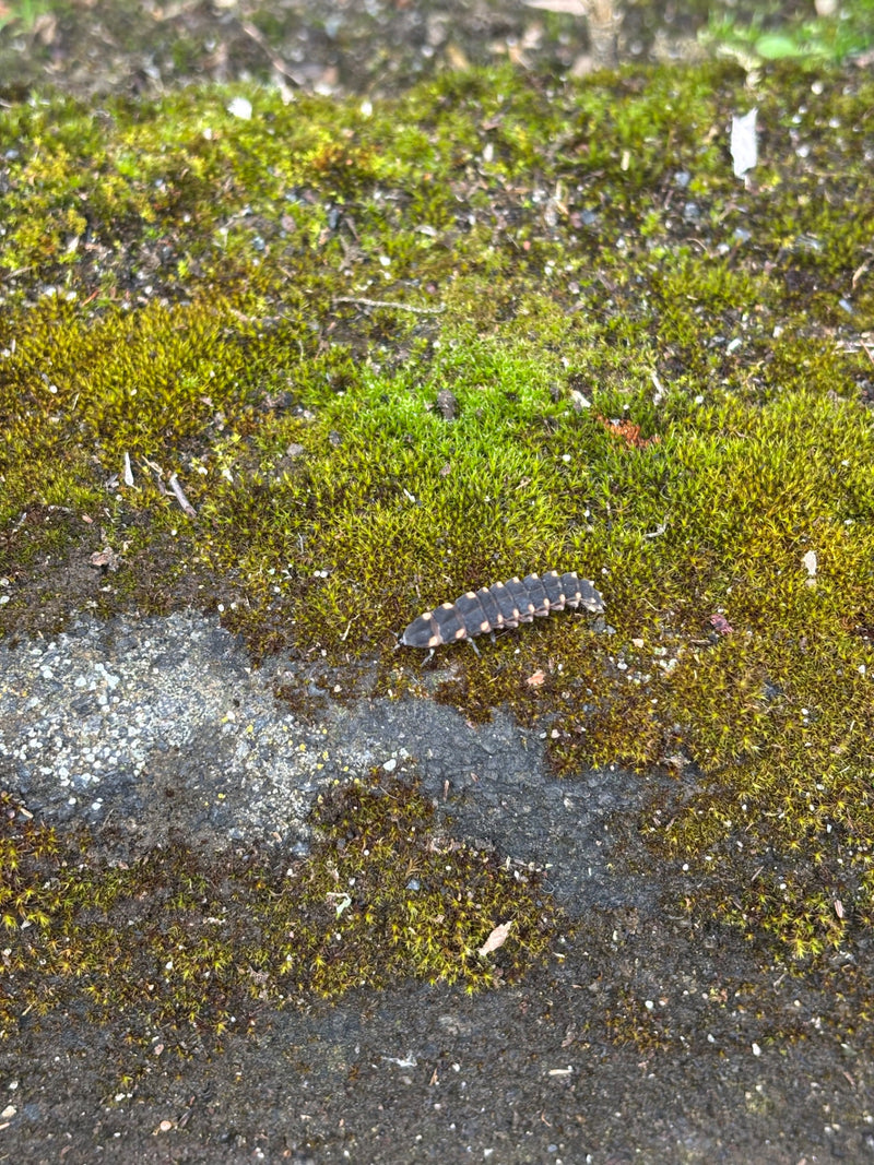 Grote vuurvlieg — Bild 1