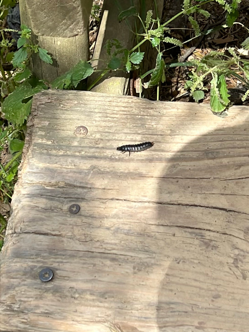 Een larve van de glimworm kruipt over een lichte houten plank buiten. Het gesegmenteerde insect is duidelijk zichtbaar.