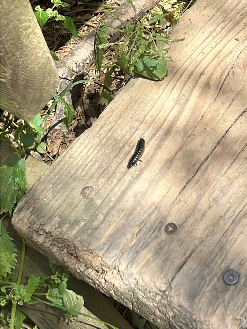De donker gekleurde larve van de glimworm kruipt over een houten ondergrond. Het dier is duidelijk zichtbaar.