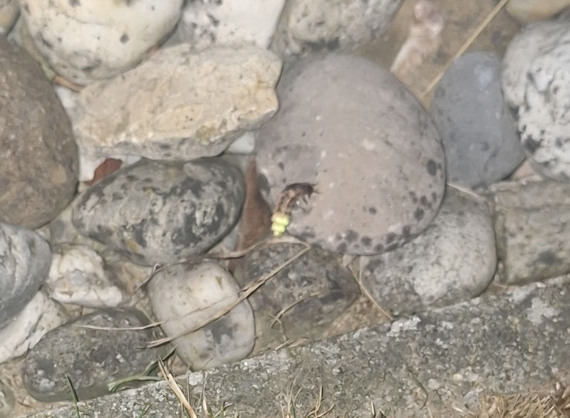 Op de foto is een glimworm te zien die op een steen zit. Het insect bevindt zich op een st Asten ondergrond.